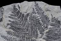 Fougère fossile